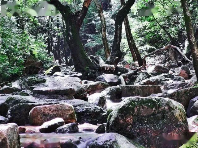 解救金刚鹦鹉